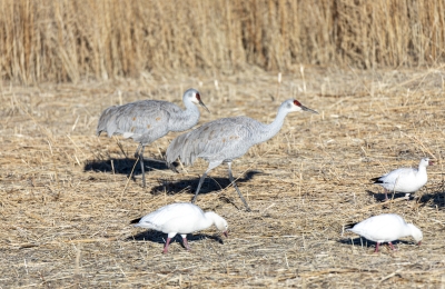 Sandhill Cranes and Snow Geese NM 2020